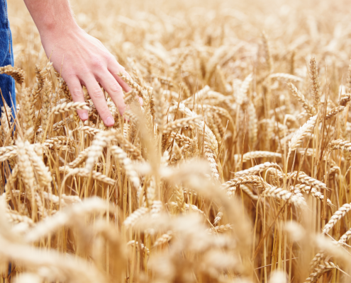 Scientists discover a protein that naturally enhances wheat resistance to head scab