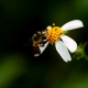 Bees thrive where it's hot and dry: A unique biodiversity hotspot located in North America