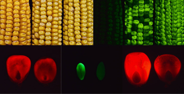 Fluorescent tagged transgenic corn was used to detect abnormal protein accumulation in mutants. The top left image shows three cobs in bright light, and the top right image shows the same three ears in blue light. The presence and absence of green fluorescence help to easily identify mutant seeds. The bottom images show protein accumulation in control (left) and mutant (right) developing seeds. Credit: Debamalya Chatterjee/Penn State