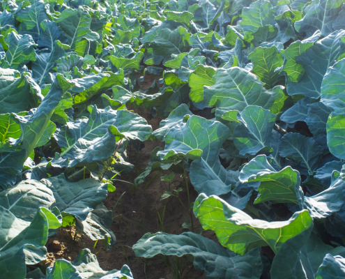 Gene research on brassicas provides potential for making better crops