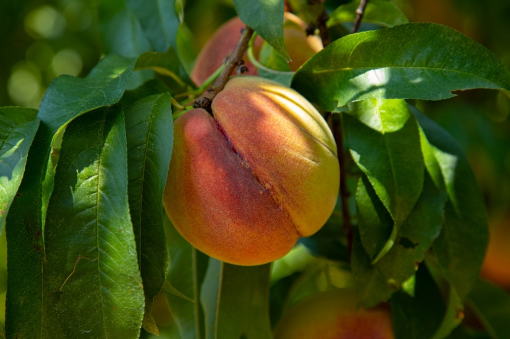 As peach harvest begins, scientists find rootstocks that survive