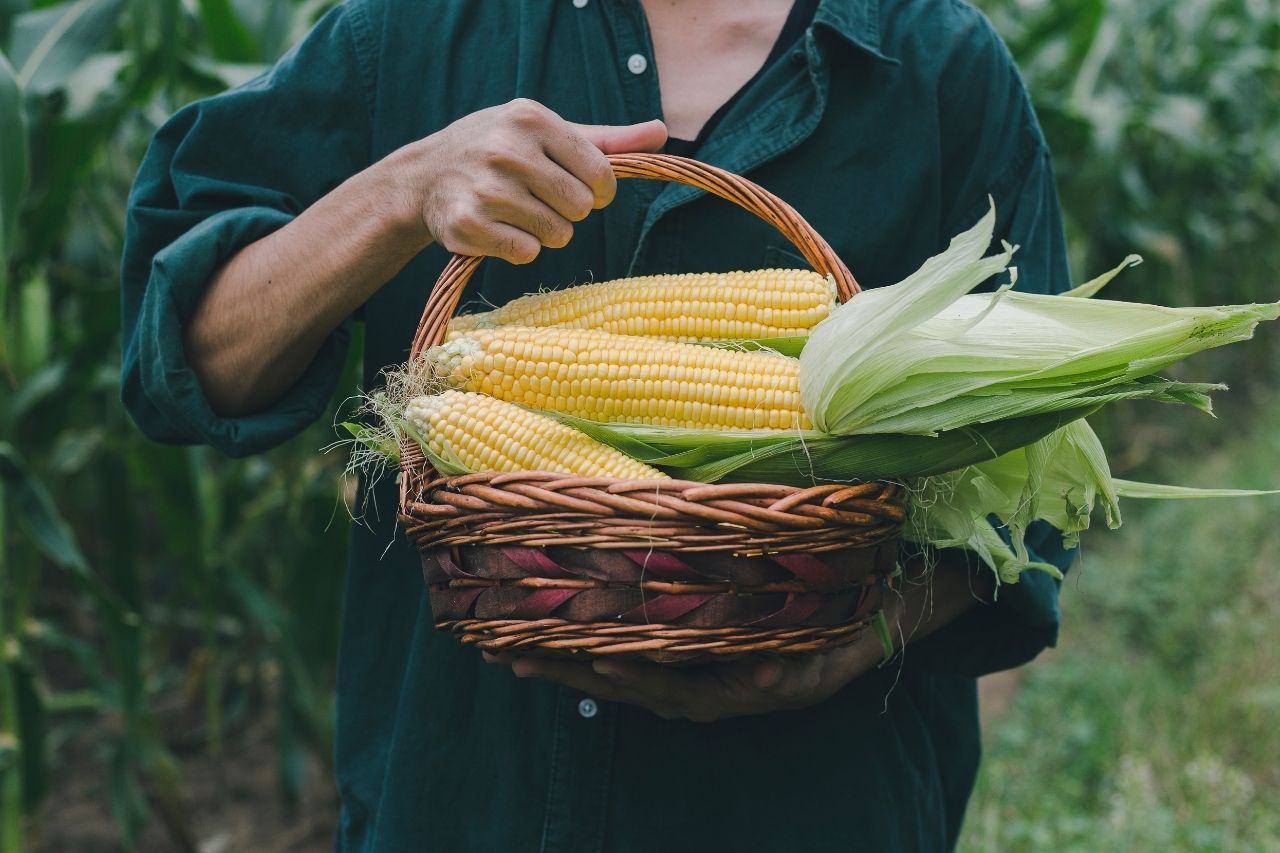 Climate-smart ag strategies may cut nitrous oxide emissions from corn ...