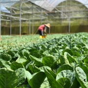 The DNA of lettuce unraveled 6000 years from weed to beloved vegetable