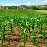 Healthy plants appear to carry bacteria in their cells