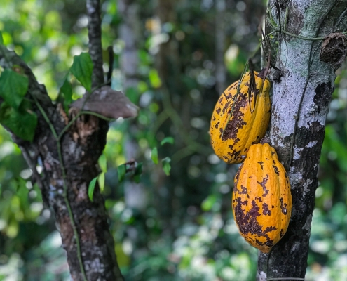 Revealing the secret cocoa pollinators