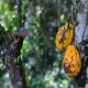 Revealing the secret cocoa pollinators