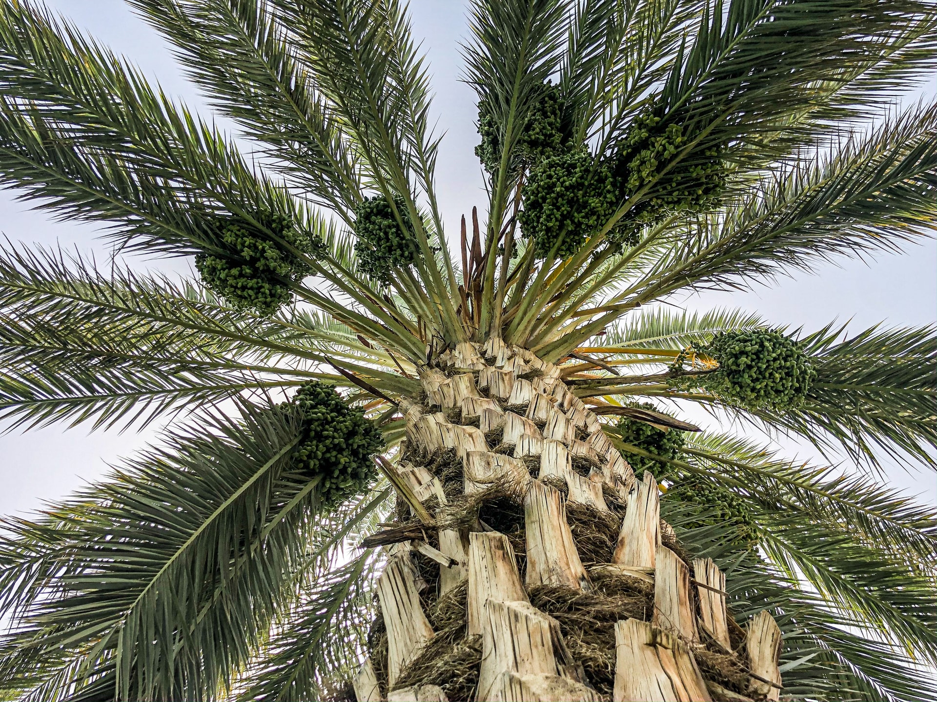 Sequenced genome of extinct date palms germinated from 2,000 yearold