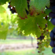New smartphone app predicts vineyard yields earlier, more accurately