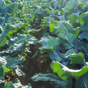 Gene research on brassicas provides potential for making better crops