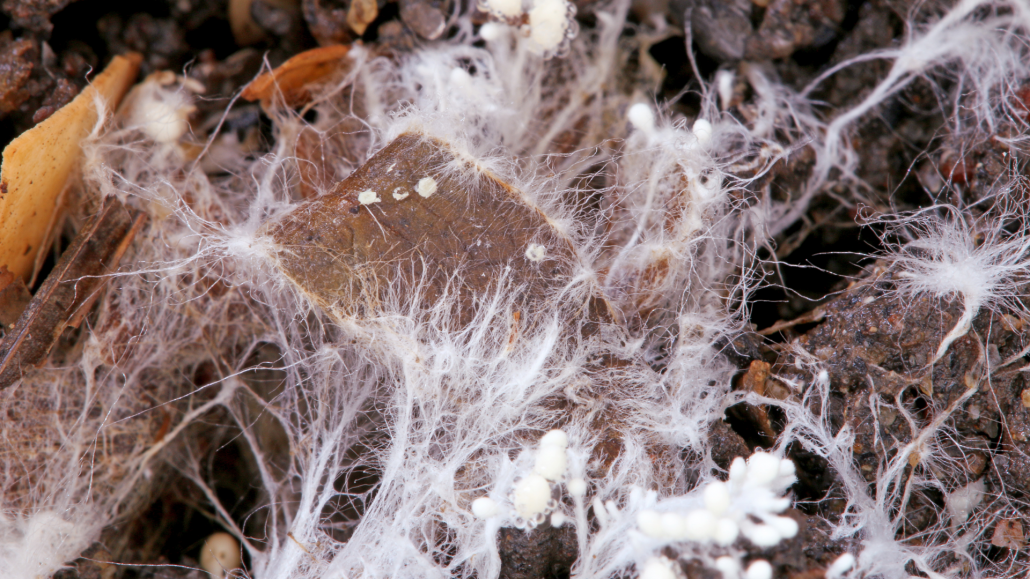 70-year-old coffee-killing fungus brought back to life to fight the ...