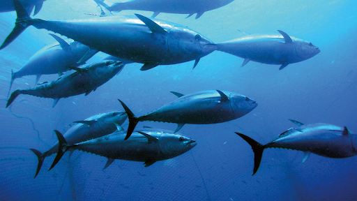 Good news for the ocean as tuna species bounce back from the brink of ...